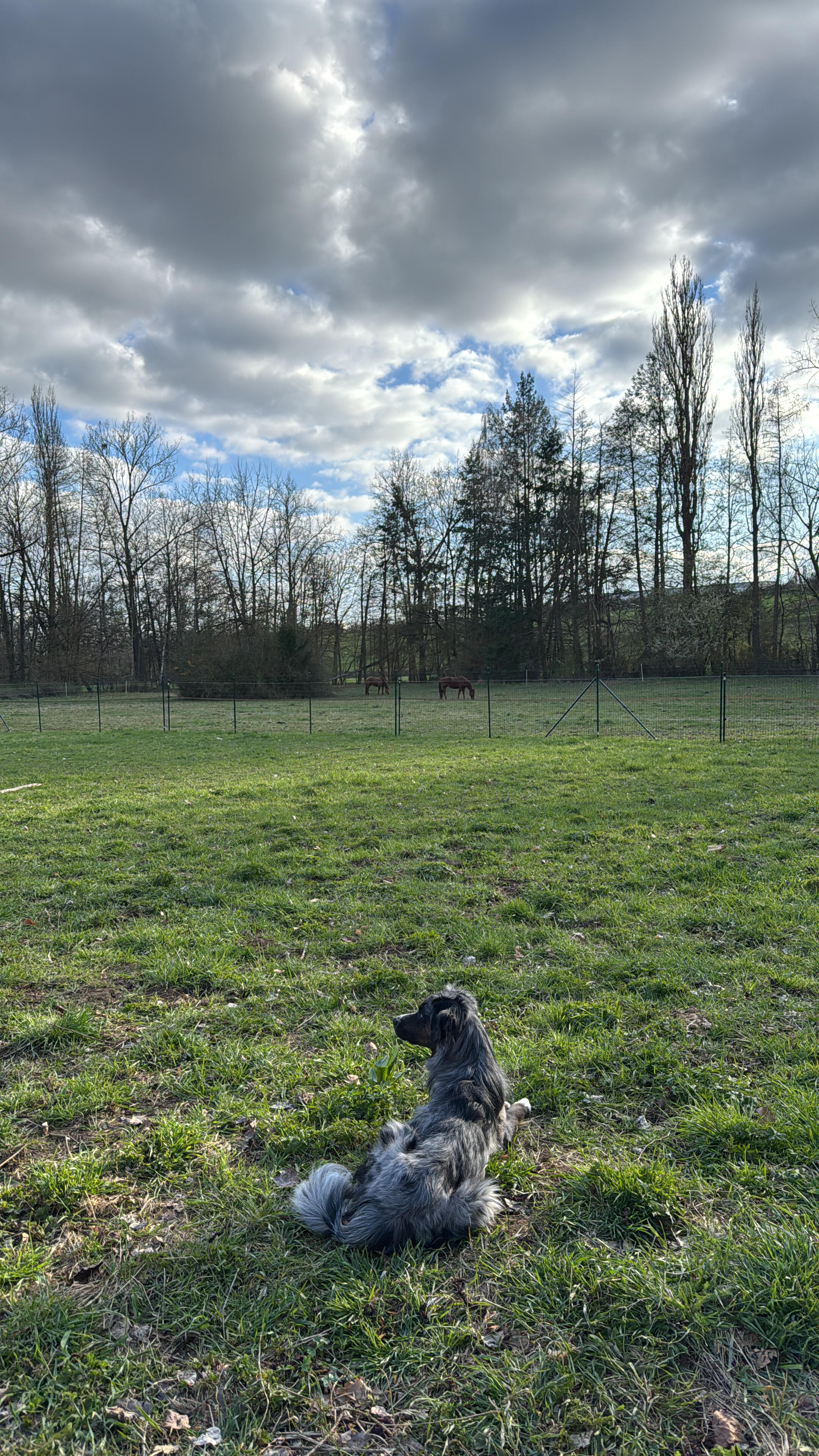 Hundebetreuung mit Herz und Struktur Hundebetreuung mit Herz und Struktur